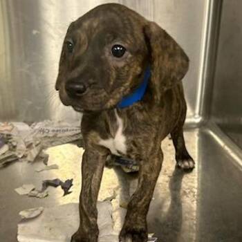 Mixed Breed Dogs Available for Adoption in Knoxville, Tennessee - Nugget | PetCurious