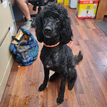 Rescue Poodle and Golden Retriever Dogs for Adoption in Wahiawa, Hawaii - Marley | PetCurious