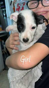 Rescue Australian Cattle Dog Blue Heeler and Pit Bull Terrier Dogs for Adoption in Harrodsburg, Kentucky - Mika | PetCurious