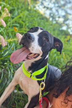 Rescue Mixed Breed Dogs for Adoption in Cincinnati, Ohio - Lunchtime | PetCurious