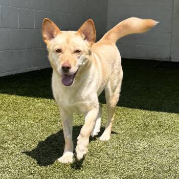 BELLA 3601 -  Siberian Husky Dog for Adoption in Loxahatchee Groves, Florida - BELLA 3601 | PetCurious