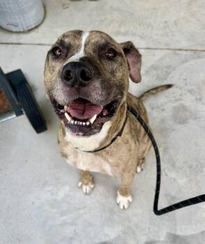 Jonah -  Terrier Dog for Adoption in Lancaster, South Carolina - Jonah | PetCurious