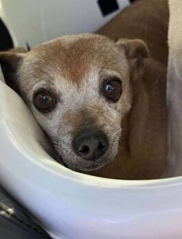Rescue Chihuahua Dogs for Adoption in Anderson, California - Ellie | PetCurious