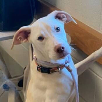 Labrador Retriever and Terrier Dogs Available for Adoption - Serenity | PetCurious