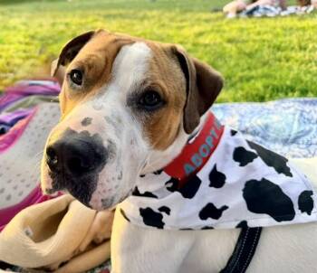 FELIX -  Pit Bull Terrier and Mixed Breed Dog for Adoption in Boston, Massachusetts - FELIX | PetCurious
