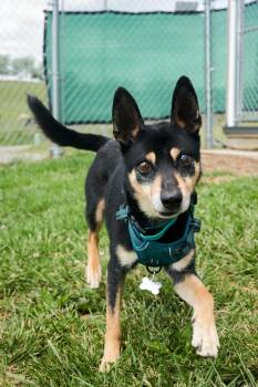 Miniature Pinscher Dogs Available for Adoption in Floyd, Virginia - Ringo | PetCurious
