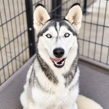Darla -  Siberian Husky Dog for Adoption in Cottonwood Heights, Utah - Darla | PetCurious