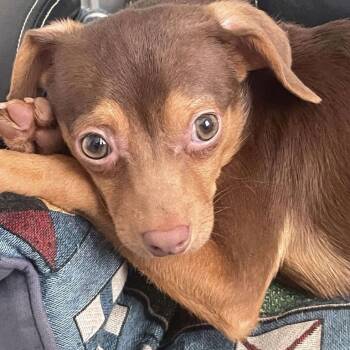 Rescue Chihuahua Dogs for Adoption in Hillsborough, North Carolina - Newton | PetCurious