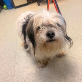 Shih Tzu Dogs Available for Adoption in Medina, Ohio - Riley | PetCurious