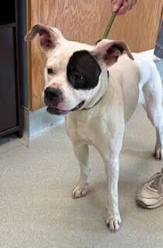 Boxer and Mixed Breed Dogs Available for Adoption - Diamond | PetCurious