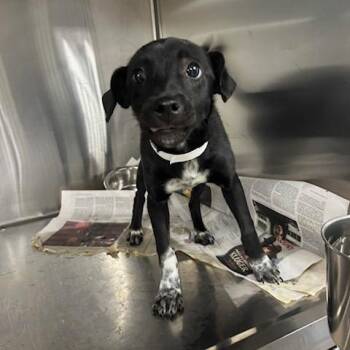 Wagner -  Mixed Breed Dog for Adoption in Knoxville, Tennessee - Wagner | PetCurious