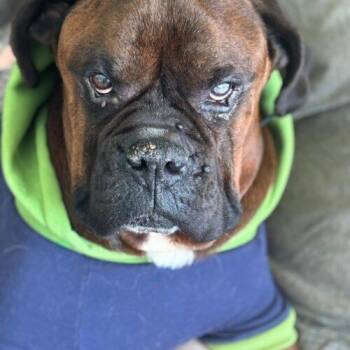 Boxer and Mastiff Dogs Available for Adoption - Cooper | PetCurious