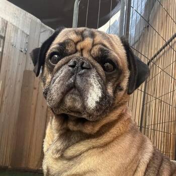 French Bulldog Dogs Available for Adoption in Los Angeles, California - Junior | PetCurious