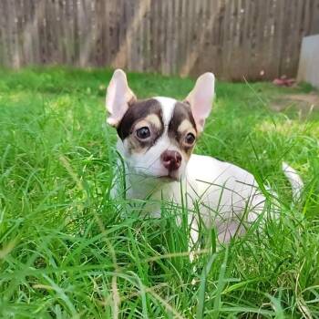 Quasimodo -  Chihuahua Dog for Adoption in Oklahoma City, Oklahoma - Quasimodo | PetCurious