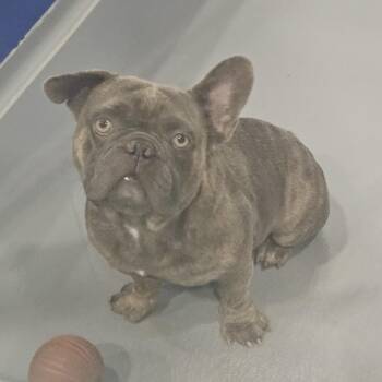 Bob -  French Bulldog Dog for Adoption in Kalamazoo, Michigan - Bob | PetCurious