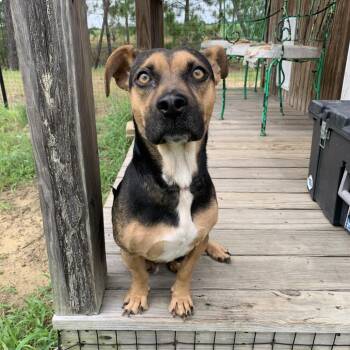 Sasha -  Mixed Breed Dog for Adoption in Marshall, Virginia - Sasha | PetCurious