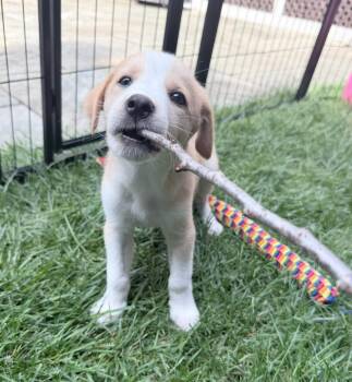 Teddy -  Hound Dog for Adoption in Fairfax, Virginia - Teddy | PetCurious
