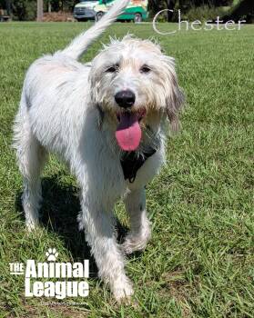 Chester -  Labradoodle Dog for Adoption in Groveland, Florida - Chester | PetCurious