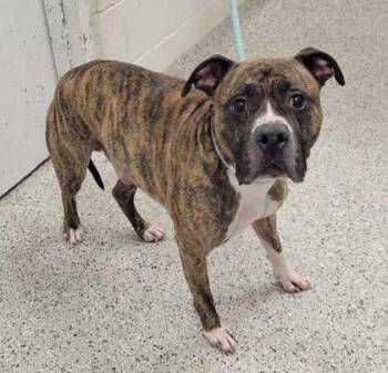 Pit Bull Terrier and Mixed Breed Dogs Available for Adoption in Kansas City, Missouri - Kano | PetCurious
