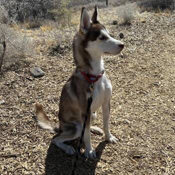 Weimaraner and Husky Dogs Available for Adoption in Palm Springs, California - Perseus | PetCurious