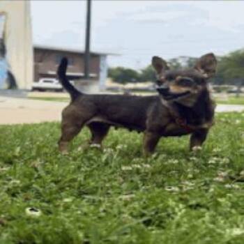 Chihuahua Dogs Available for Adoption in Park Row, Texas - Rosana | PetCurious