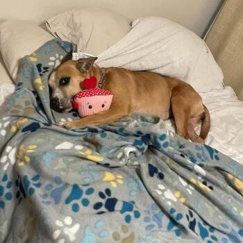 Mixed Breed Dogs Available for Adoption in Gainesville, Florida - Libby | PetCurious