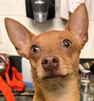 *CHIP -  Chihuahua Dog for Adoption in Woodland, California - *CHIP | PetCurious