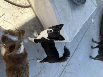 Rescue Basenji Dogs for Adoption in Tustin, California - MINNIE AVAILABLE FOR ADOPTION | PetCurious