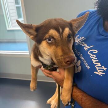 puppy -  Husky and Retriever Dog for Adoption in Greensboro, North Carolina - Puppy | PetCurious