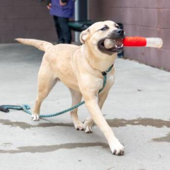 Verve -  Mixed Breed Dog for Adoption in Chamblee, Georgia - Verve | PetCurious