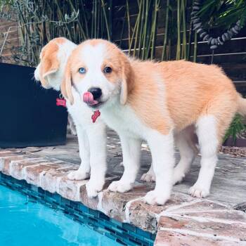 Handsome Zippo A Sweet & Calm Puppy -  Great Pyrenees and Collie Dog for Adoption in Houston, Texas - Handsome Zippo A Sweet & Calm Puppy | PetCurious