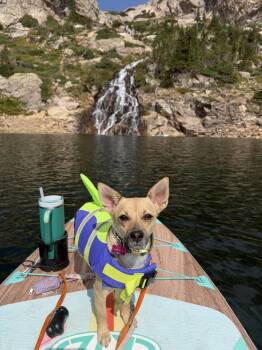 Nessy -  Chihuahua Dog for Adoption in Denver, Colorado - Nessy | PetCurious