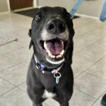 Rescue Greyhound Dogs for Adoption in Venice, Florida - Backcreek Bullet (Chris)-Coming Soon | PetCurious