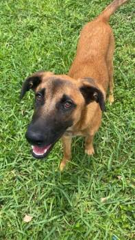 Remi -  Beagle and Shepherd Dog for Adoption in VERNON ROCKVL, Connecticut - Remi | PetCurious