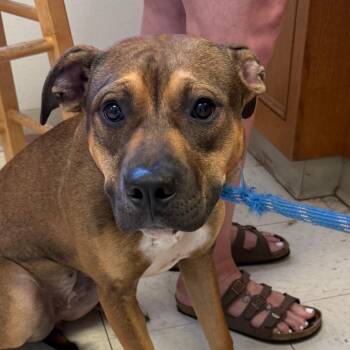 Elia -  Pit Bull Terrier Dog for Adoption in Jacksonville, Arkansas - Elia | PetCurious