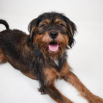 Bembem -  Border Terrier Dog for Adoption in West Palm Beach, Florida - Bembem | PetCurious