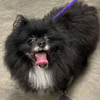 Luna -  Pomeranian Dog for Adoption in Dekalb, Illinois - Luna | PetCurious