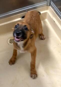 Lillyanne -  German Shepherd Dog and Pit Bull Terrier Dog for Adoption in Burgaw, North Carolina - Lillyanne | PetCurious