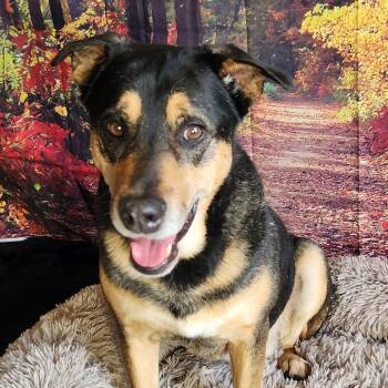 Alfalfa JuM -  Shepherd and Mixed Breed Dog for Adoption in Austin, Texas - Alfalfa JuM | PetCurious
