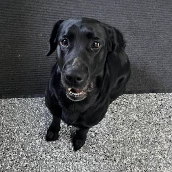 Black Labrador Retriever Dogs Available for Adoption in Moravia, New York - Lucy | PetCurious