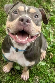 Rabbit -  Staffordshire Bull Terrier Dog for Adoption in Chicago, Illinois - Rabbit | PetCurious