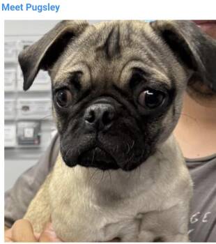 Pugsley -  Pug Dog for Adoption in Salt Lake City, Utah - Pugsley | PetCurious