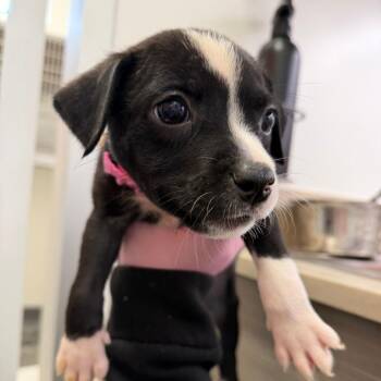 Pit Bull Terrier Dogs Available for Adoption in Austin, Texas - Mercedes | PetCurious