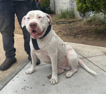 YALE -  Mixed Breed Dog for Adoption in Dallas, Texas - YALE | PetCurious