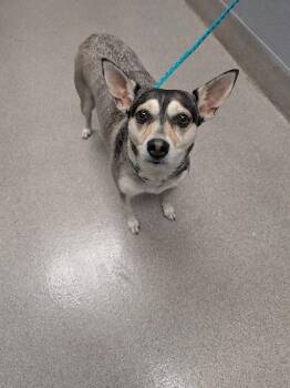 DREAM SYREN -  Siberian Husky and Chihuahua Dog for Adoption in Las Vegas, Nevada - DREAM SYREN | PetCurious