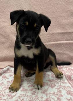 Chen -  Shepherd and Labrador Retriever Dog for Adoption in Yankton, South Dakota - Chen | PetCurious