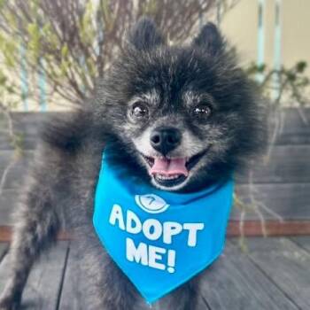 Benz -  Pomeranian Dog for Adoption in Pacific Grove, California - Benz | PetCurious