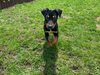 Mixed Breed Dogs Available for Adoption in Sprakers, New York - Miley | PetCurious