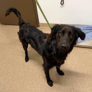 Barron -  Flat Coated Retriever and Mixed Breed Dog for Adoption in League City, Texas - Barron | PetCurious