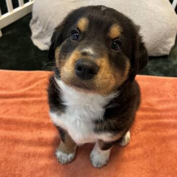 Mixed Breed Dogs Available for Adoption in Flagstaff, Arizona - Drogon | PetCurious